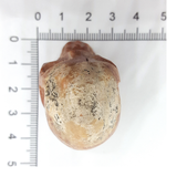 Cráneo de Calcedonia en cantera 3.8 cm alto peso 33.4 gr